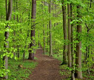 Preview wallpaper path, trees, leaves, forest