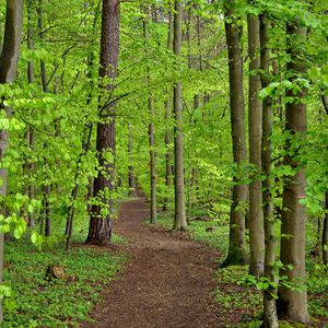 Preview wallpaper path, trees, leaves, forest