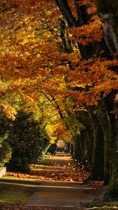 Preview wallpaper path, trees, leaves, autumn, sunlight