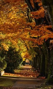 Preview wallpaper path, trees, leaves, autumn, sunlight