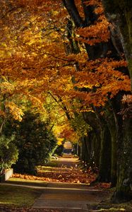 Preview wallpaper path, trees, leaves, autumn, sunlight