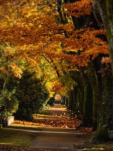 Preview wallpaper path, trees, leaves, autumn, sunlight