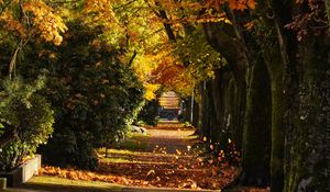 Preview wallpaper path, trees, leaves, autumn, sunlight