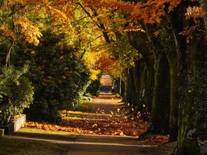 Preview wallpaper path, trees, leaves, autumn, sunlight