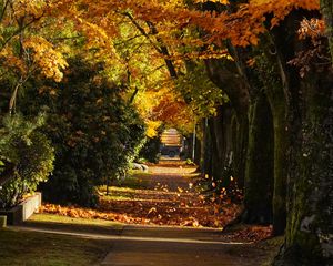 Preview wallpaper path, trees, leaves, autumn, sunlight