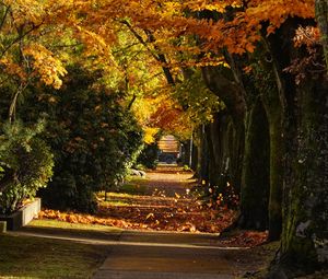 Preview wallpaper path, trees, leaves, autumn, sunlight