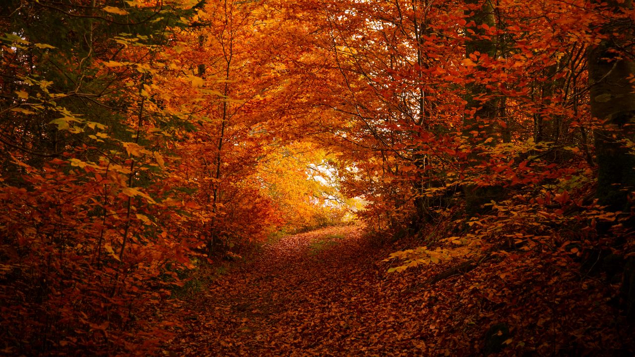 Wallpaper path, trees, leaves, autumn