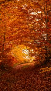 Preview wallpaper path, trees, leaves, autumn