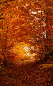 Preview wallpaper path, trees, leaves, autumn