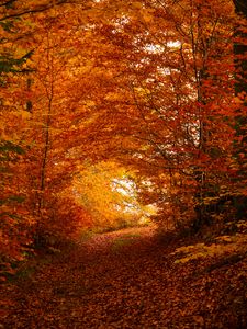 Preview wallpaper path, trees, leaves, autumn
