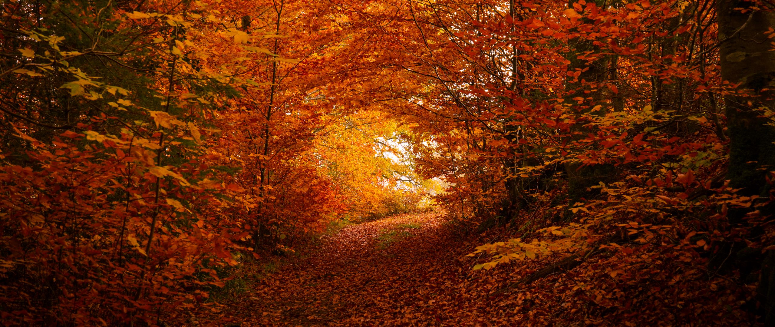 Download wallpaper 2560x1080 path, trees, leaves, autumn dual wide ...