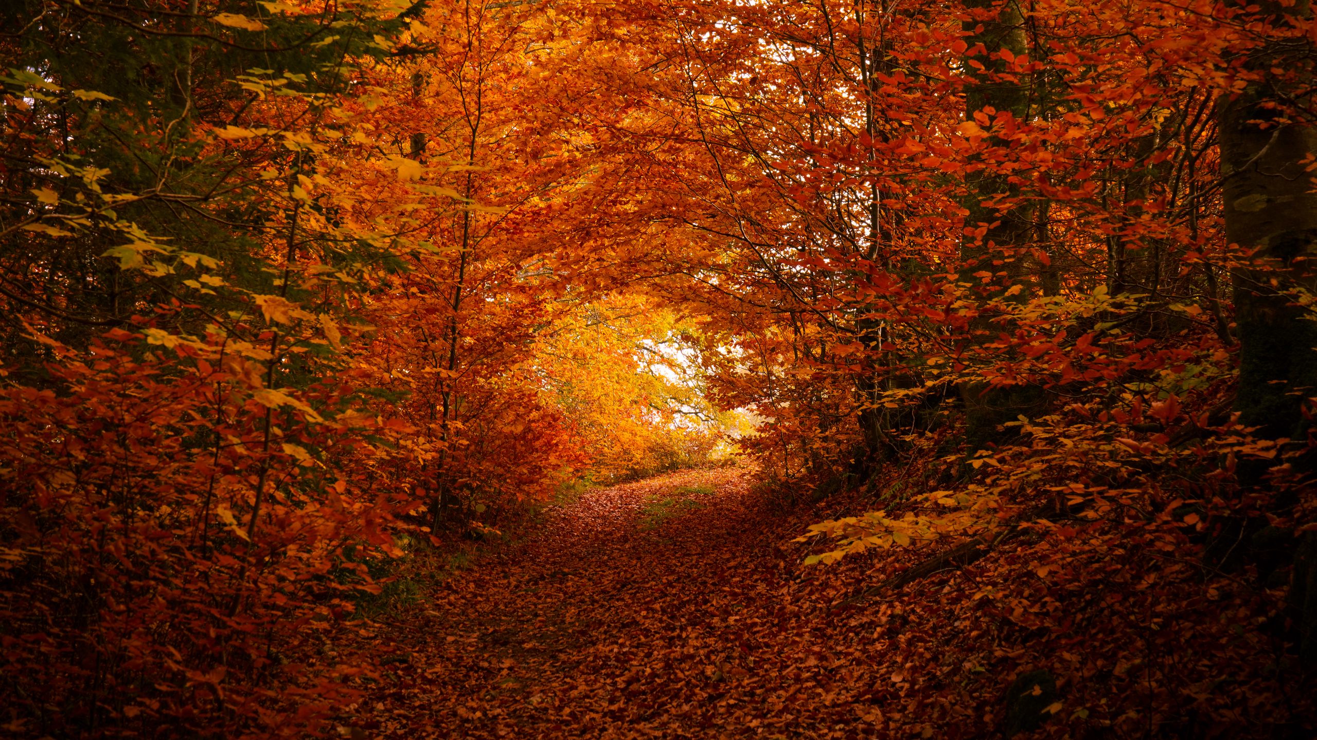 Download wallpaper 2560x1440 path, trees, leaves, autumn widescreen 16: ...