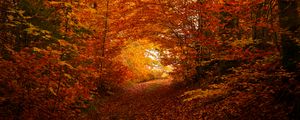 Preview wallpaper path, trees, leaves, autumn