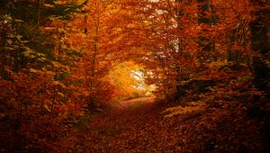 Preview wallpaper path, trees, leaves, autumn