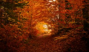 Preview wallpaper path, trees, leaves, autumn