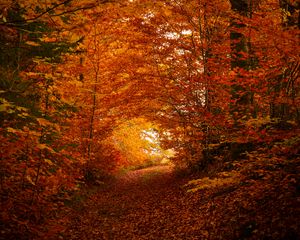 Preview wallpaper path, trees, leaves, autumn