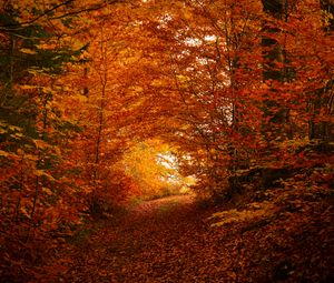 Preview wallpaper path, trees, leaves, autumn