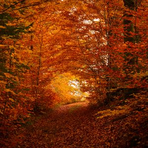 Preview wallpaper path, trees, leaves, autumn