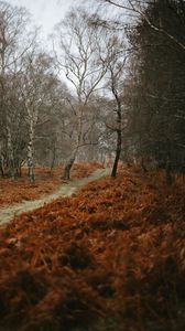 Preview wallpaper path, trees, nature, autumn, landscape