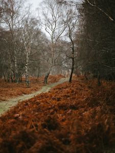 Preview wallpaper path, trees, nature, autumn, landscape