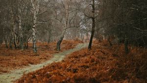 Preview wallpaper path, trees, nature, autumn, landscape