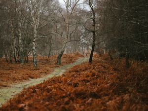 Preview wallpaper path, trees, nature, autumn, landscape