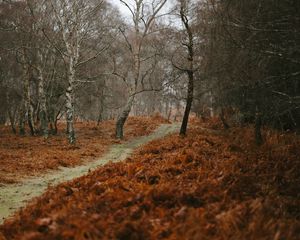 Preview wallpaper path, trees, nature, autumn, landscape