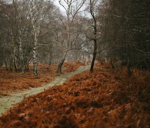 Preview wallpaper path, trees, nature, autumn, landscape