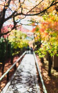 Preview wallpaper path, trees, park, shadows