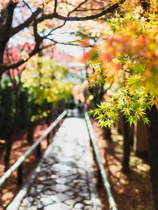 Preview wallpaper path, trees, park, shadows