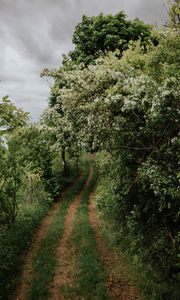 Preview wallpaper path, trees, park, nature