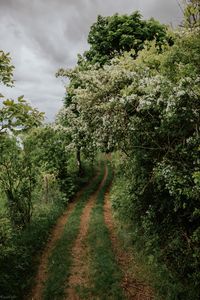 Preview wallpaper path, trees, park, nature