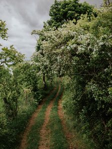 Preview wallpaper path, trees, park, nature