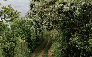 Preview wallpaper path, trees, park, nature