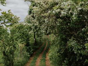 Preview wallpaper path, trees, park, nature