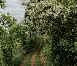 Preview wallpaper path, trees, park, nature