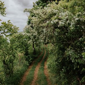 Preview wallpaper path, trees, park, nature