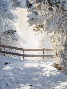 Preview wallpaper path, trees, snow, winter, white, nature