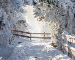 Preview wallpaper path, trees, snow, winter, white, nature