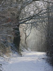 Preview wallpaper path, trees, snow, park, forest, nature