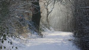 Preview wallpaper path, trees, snow, park, forest, nature