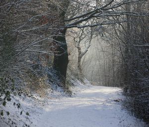 Preview wallpaper path, trees, snow, park, forest, nature