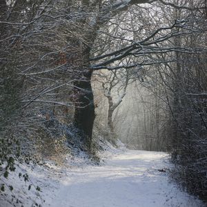 Preview wallpaper path, trees, snow, park, forest, nature