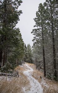Preview wallpaper path, trees, snow, winter, nature