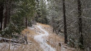 Preview wallpaper path, trees, snow, winter, nature
