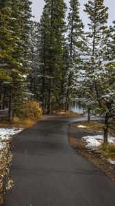 Preview wallpaper path, trees, spruce, snow, snowy