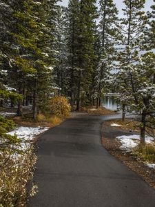 Preview wallpaper path, trees, spruce, snow, snowy