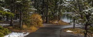 Preview wallpaper path, trees, spruce, snow, snowy