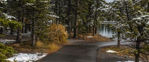 Preview wallpaper path, trees, spruce, snow, snowy