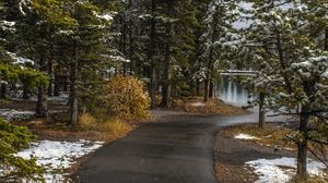 Preview wallpaper path, trees, spruce, snow, snowy